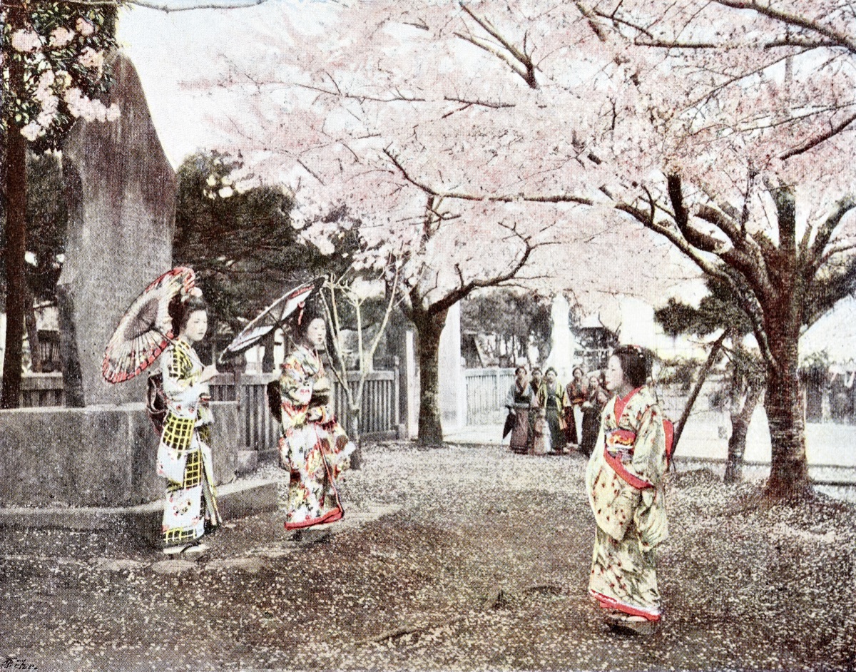 Women in kimono under cherry blossoms, hand-tinted photograph